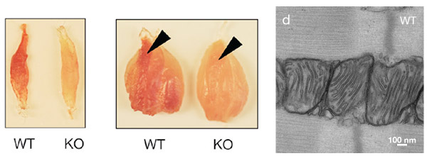 mitochondrial biology